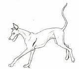 Greyhound Coloring Page At GetColoringscom  Free Printable Colorings sketch template