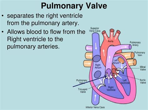 PPT - The Cardiovascular System PowerPoint Presentation, free download ...