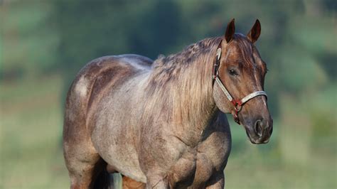 Metallic Cat Ascends to All-Time Leading NRCHA Sire - Quarter Horse News