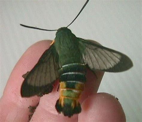 Gardenia bee hawk moth (Cephonodes kingii) | Hummingbird moth, Moth caterpillar, Beautiful insects