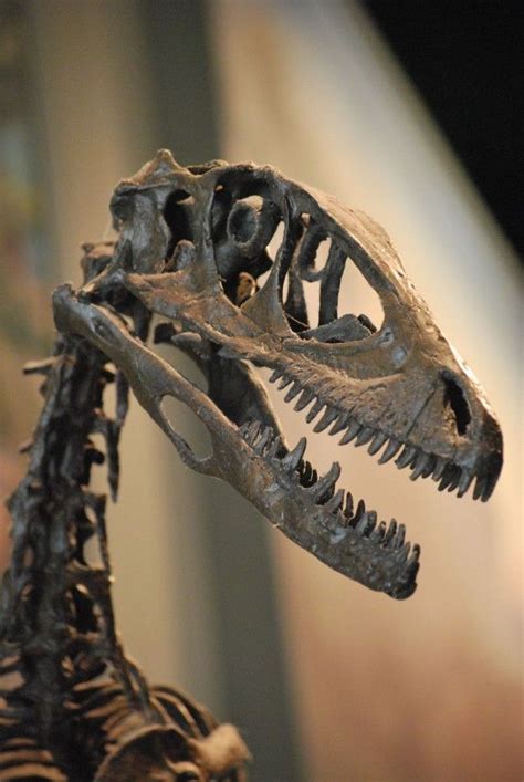 Deinonychus | Fossil bones, Animal skeletons, Dinosaur