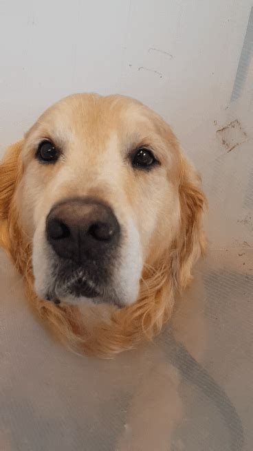 Cutest snoot in the clinic today Golden Retriever Mix, Golden Retrievers, I Love Dogs, Adorable ...