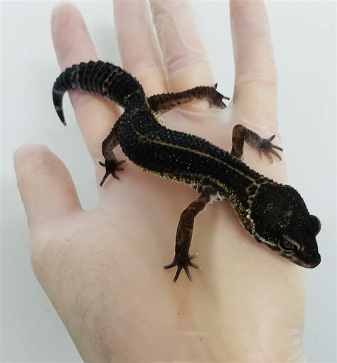 Black Night - Leopard Gecko Traits - Morphpedia