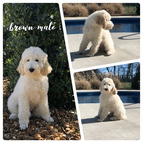 Standard Poodle Puppies For Sale | Nashville, TN #322098