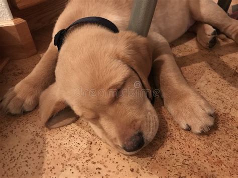 Lab puppy sleeping stock photo. Image of labrador, cute - 13276208