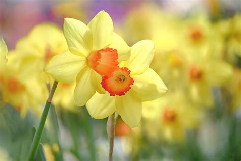 Nature Daffodil HD Wallpaper