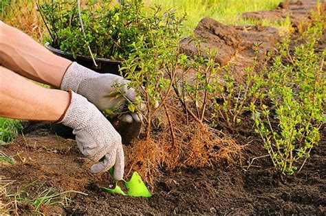 Privet Hedge Planting Guide | Hedging Plants Direct