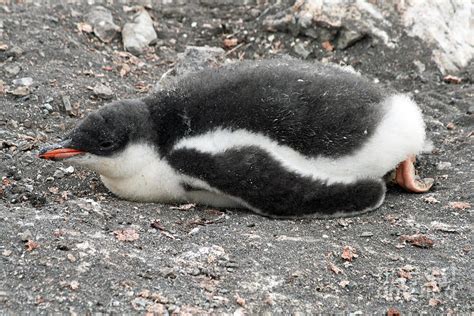 Gentoo penguin chick 6 Photograph by Ruth Hallam - Pixels