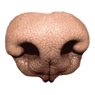 Dog Nose transparent PNG - StickPNG