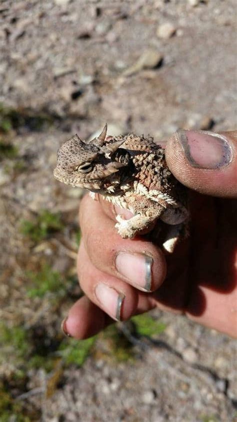 Eldorado Canyon Tour 11 Long Horned Toad wildlife - Above All ATVs | Las Vegas, NV