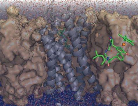 Researchers decode the interplay between enkephalins and pain receptors