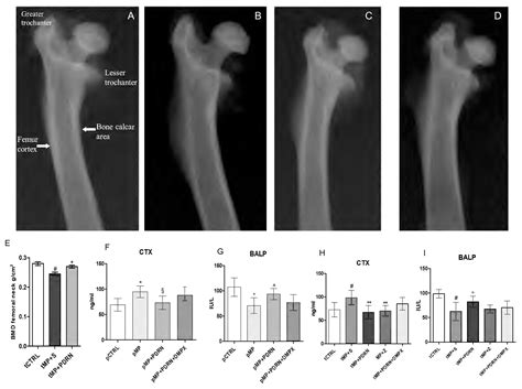 Frontiers | Adenosine Receptor Stimulation Improves Glucocorticoid-Induced Osteoporosis in a Rat ...