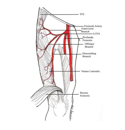 Cureus | Anatomic Variations of the Deep Femoral Artery and Its Branches: Clinical Implications ...