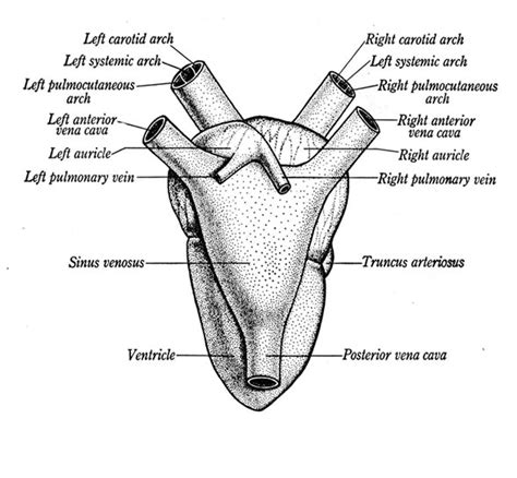 Anatomy Of A Frogs Heart - Illustration/Diagram Of The Heart