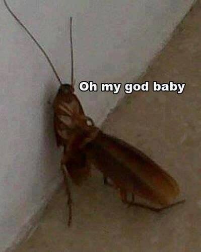 The best Roach memes :) Memedroid