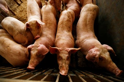 Dominican Republic to kill thousands of pigs over swine fever outbreak ...