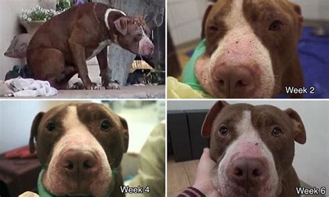 Terrified pit bull in 'major pain' transforms into 'beautiful spirit' after rescue | Daily Mail ...