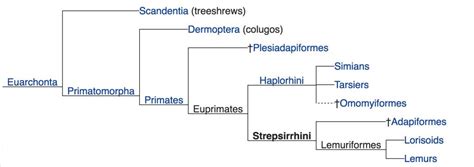 3. Primate Evolution – The History of Our Tribe: Hominini