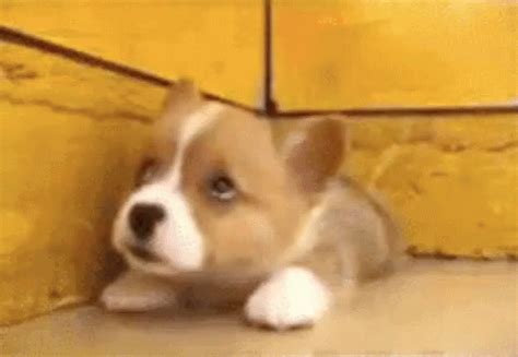 Dog Puppy GIF - Dog Puppy - Discover & Share GIFs