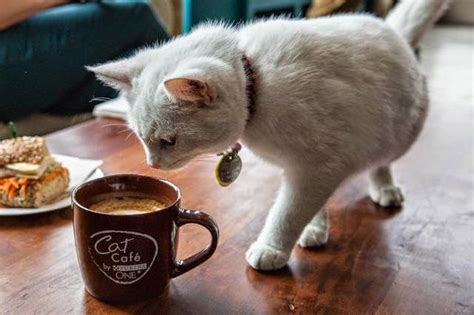 Inauguran el primer "Café de Gatos" en Nueva York - Seamos Mas Animales Como Ellos - SMACE