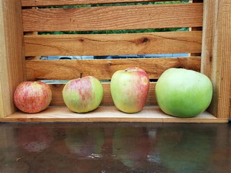 From Flower to Fruit: The Mysteries of Apple Pollination — Seattle's Favorite Garden Store Since ...