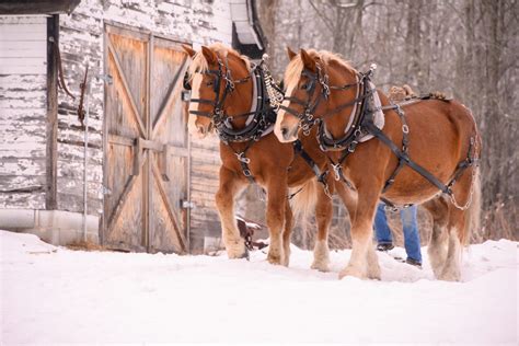 What Are The Top 10 Smartest Horse Breeds? - Smarter Horse