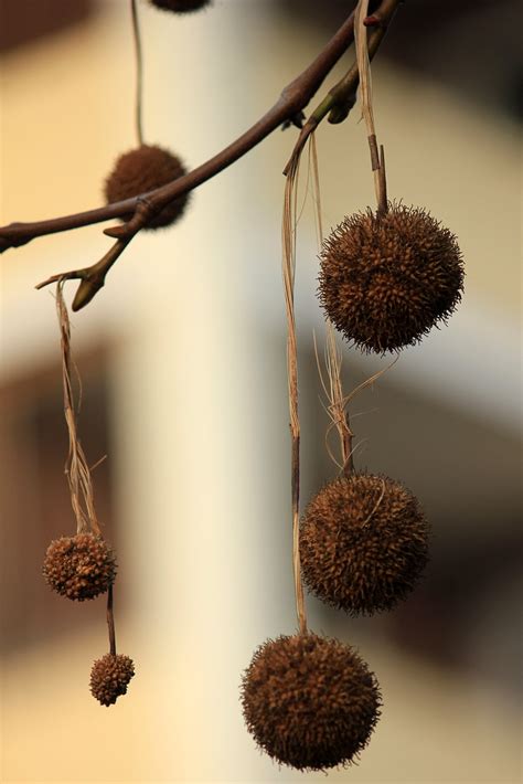 Platanennüsse (2) | Nüsse der Ahornblättrigen Platane (Plata… | Flickr