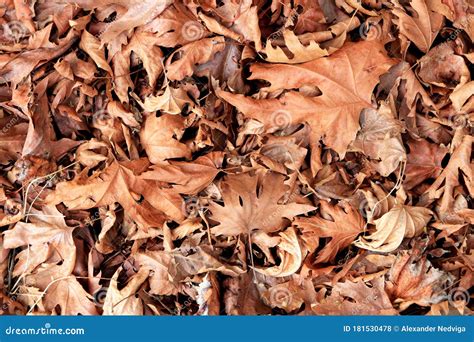 Dry leaves texture. stock photo. Image of forest, nature - 181530478