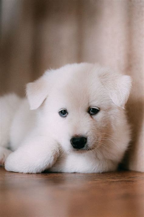 Samoyed Corgi Mix: Main Traits You Need To Know