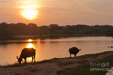 Water Buffalo at Sunset Photograph by Liz Leyden