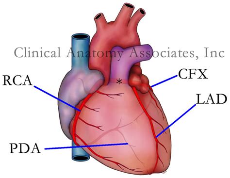 clinicalanatomy.com