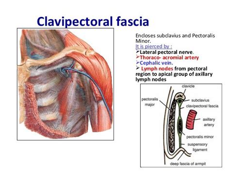 The anatomy of pectoral region in 2020 | Pectoral muscles, Deep fascia, Anatomy