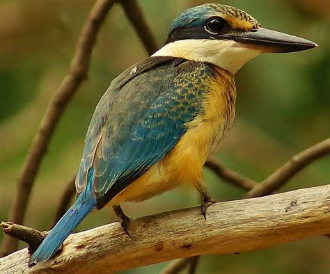 Sacred Kingfisher | Ann Oliver. | Flickr