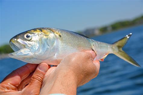 Atlantic States Approve Menhaden Harvest Reduction - Coastal Angler & The Angler Magazine