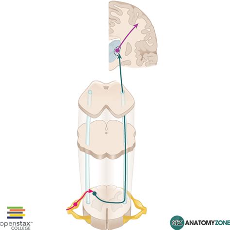 Spinothalamic Tract - AnatomyZone