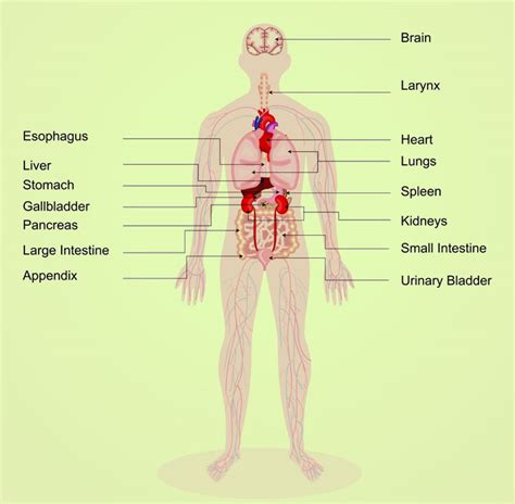 30 Interesting Facts, Diagram & Parts Of Human Body, For Kids