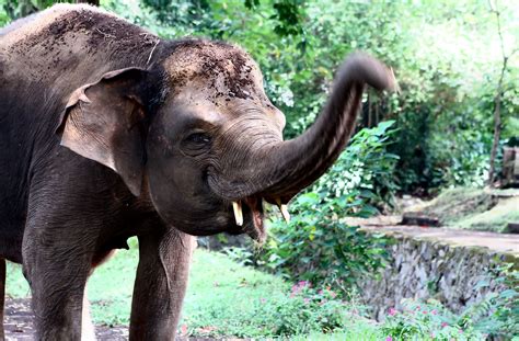 Kebun Binatang Bandung | Bandung Zoo, Bandung, West Java Ind… | Flickr