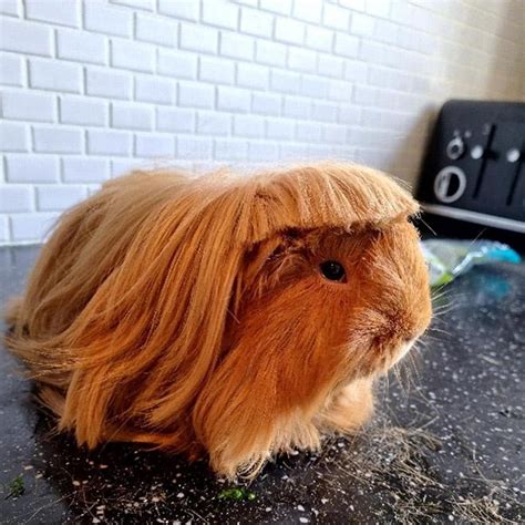 10 Funny Guinea Pig Haircut Photos That Will Teach You Much About Style & Fashion Trends