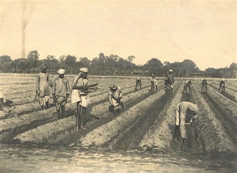 Lot - Antique Photo Agriculture in India