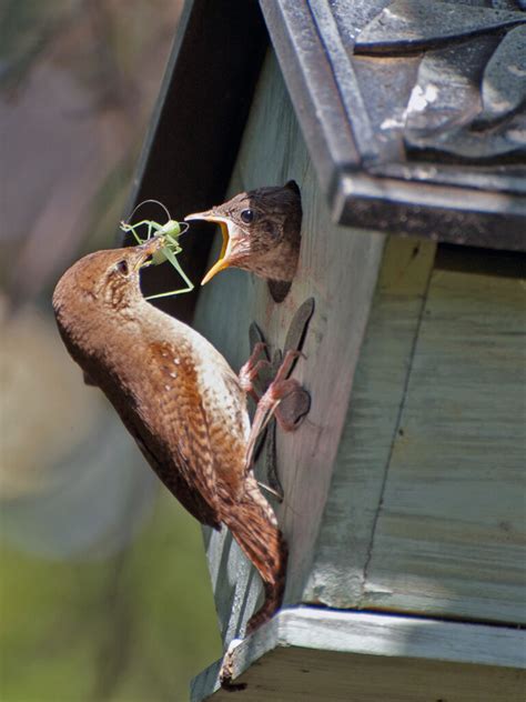 Feeding baby birds – Our Habitat Garden