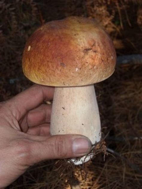 A Bolete by Any Other Name... | Fungus Federation of Santa Cruz