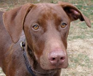 Home for Good Dog Rescue | Dogs, Labrador retriever, Doberman pinscher