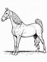 Free Printable Horse Coloring Pages For Kids sketch template