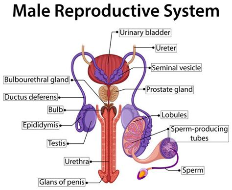 Male reproductive system diagram 475112 Vector Art at Vecteezy