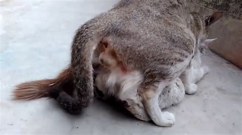 amazing 2019 cats mating - YouTube