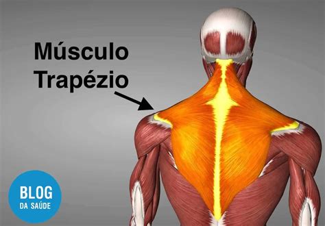 Dor No Trapézio - Anatomia, Causas, Sintomas E Tratamentos - Blog Da Saúde