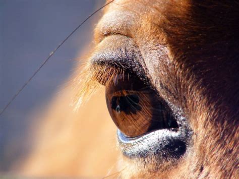 Taking a Closer Look – Caring for Your Horse’s Eyes