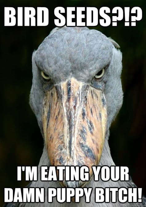 Pin by Emilie-Josephine on MAMMA MEME! | Funny animals, Shoebill, Beautiful birds