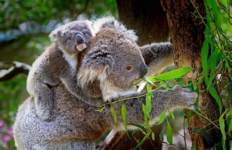 Royalty-Free photo: Koala bear eating plants | PickPik