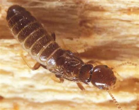 Identify and Get Rid of Termites in Your Home Today